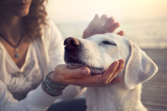 Emotional Support Dog Package